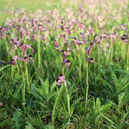 別荘 La Maison De Demeter, 10 Min D'eugenie, Calme Des Landes Interieures