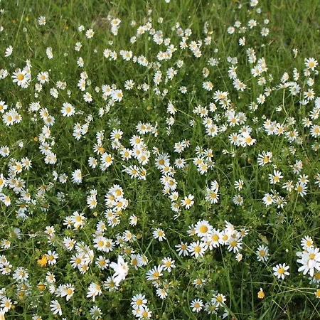 La Maison De Demeter, 10 Min D'eugenie, Calme Des Landes Interieures