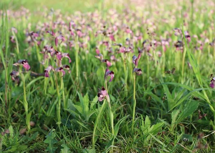 Nyaraló La Maison De Demeter, 10 Min D'eugenie, Calme Des Landes Interieures