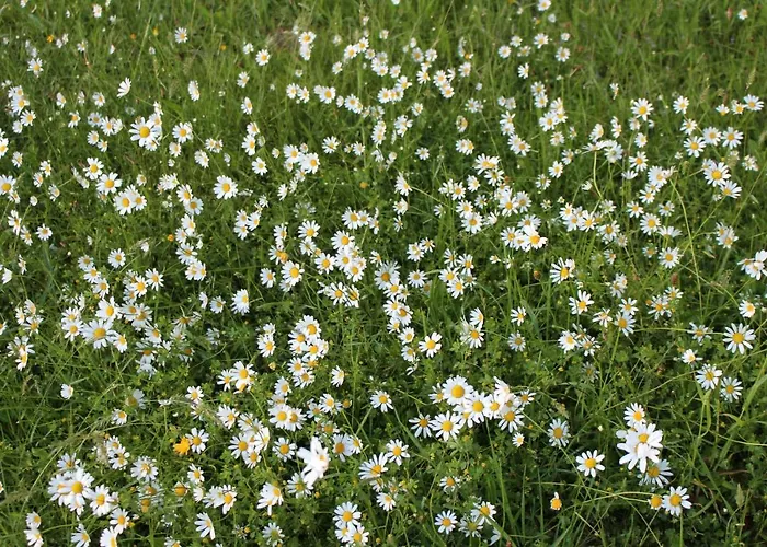 La Maison De Demeter, 10 Min D'eugenie, Calme Des Landes Interieures