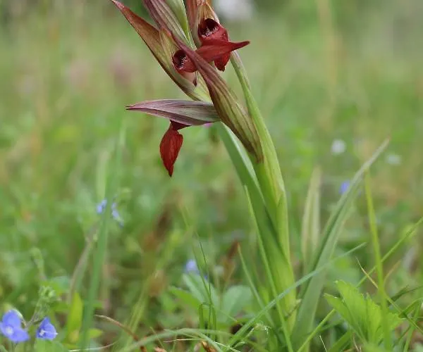 Nyaraló La Maison De Demeter, 10 Min D'eugenie, Calme Des Landes Interieures Geaune