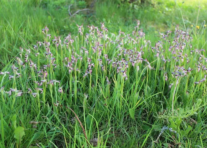 La Maison De Demeter, 10 Min D'eugenie, Calme Des Landes Interieures Nyaraló